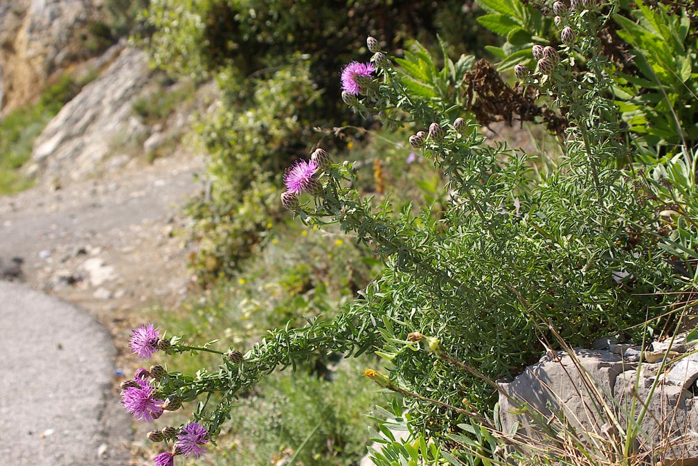 Centaurea aplolepa  / Fiordaliso tirreno